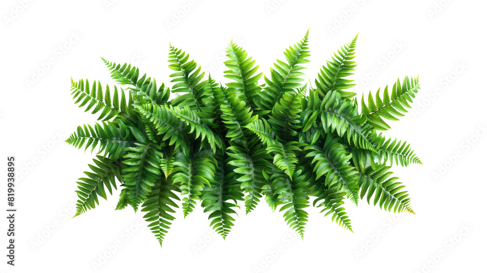 Detailed view of a lush green plant set against a clean white backdrop Detailed view of a lush green plant set against a clean white backdrop