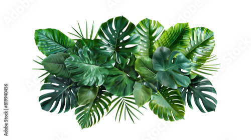 A collection of green leaves clustered together against a plain white background