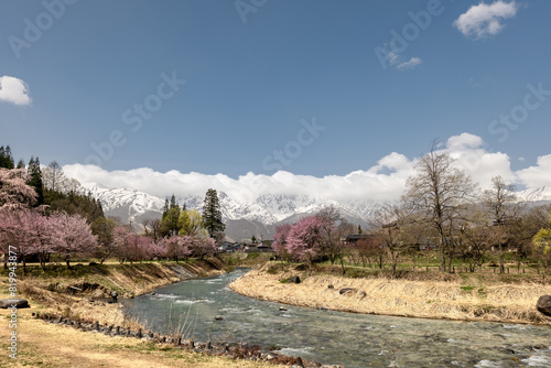 残雪の北アルプスと姫川の桜並木