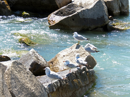 Seagulls taking a rest on the rocks by the shore.