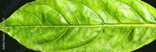 leaves texture banner background