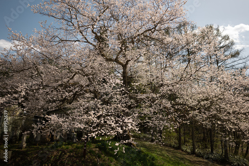 逆光に輝くエドヒガン桜