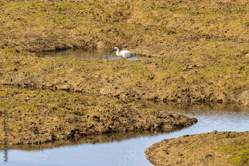 European Spoonbill, Platalea leucorodia at Quinta do Lago in Ria Formosa, Algarve, Portugal