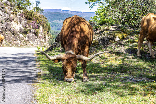 The Cachena cow in Nationalpark Peneda-Geres in North Portugal, a traditional Portuguese mountain cattle photo