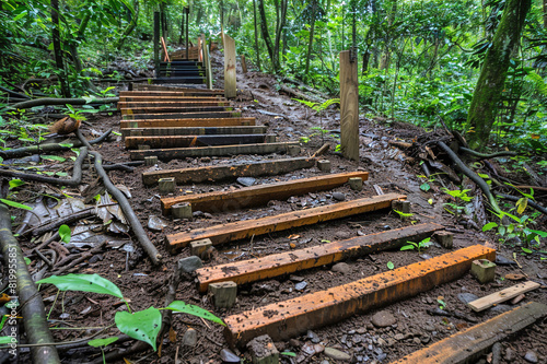 Workers maintain forest trails, promoting eco-tourism and sustainable forestry practices.