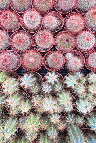 pianta grassa di cactus con spine, fat plant of cactus with thorns photo