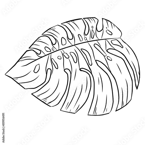 Summer monstera leaves illustration
