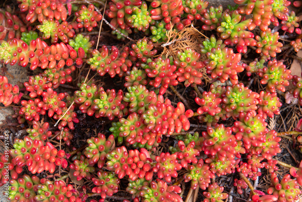 sedum, orpin, artichaut de muraille, joubarde sedum, orpin, artichaut de muraille, joubarde