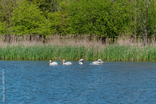 American White Pelicans Feeding On A Small Pond In Wisconsin In Spring