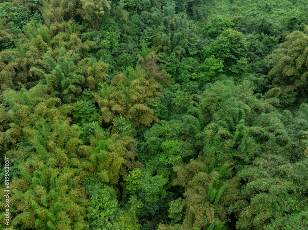 Bamboo trees in forest,Sichuan, China Bamboo trees in forest,Sichuan, China