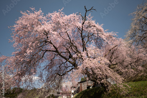 春の日差しに包まれる枝垂れ桜