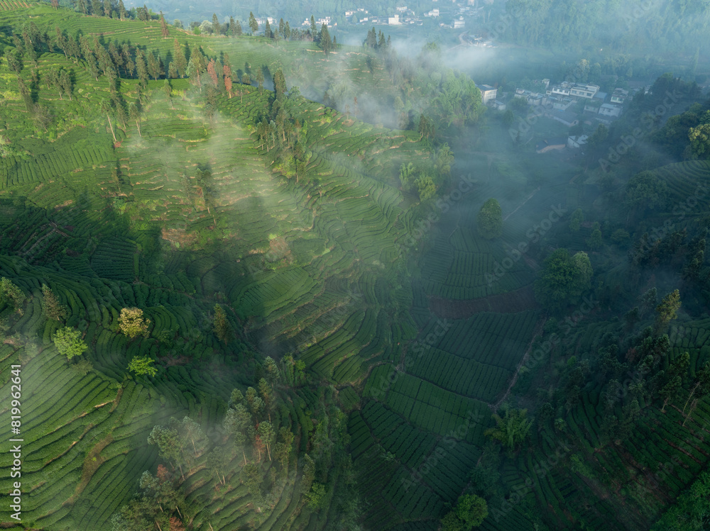Aerial view of tea farm landscape in China Aerial view of tea farm landscape in China