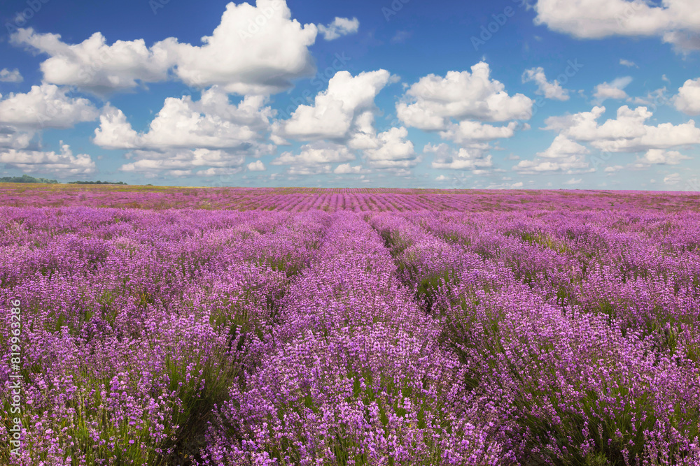 Naklejka premium Lavender field in Crimea on a sunny day. Crimea, Russia