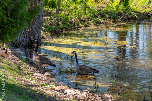 Canada Geese And Goslings On A Small Pond In Wisconsin In Spring