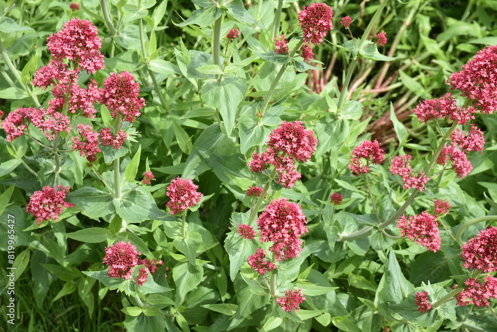 Fototapeta premium Valeriana officinalis au printemps