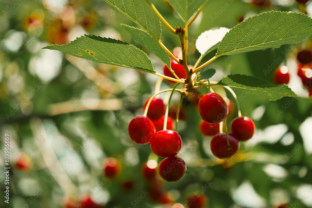 A cluster of glossy cherries set against a serene backdrop. Perfect for environmental and gardening contexts. A cluster of glossy cherries set against a serene backdrop. Perfect for environmental and gardening contexts.