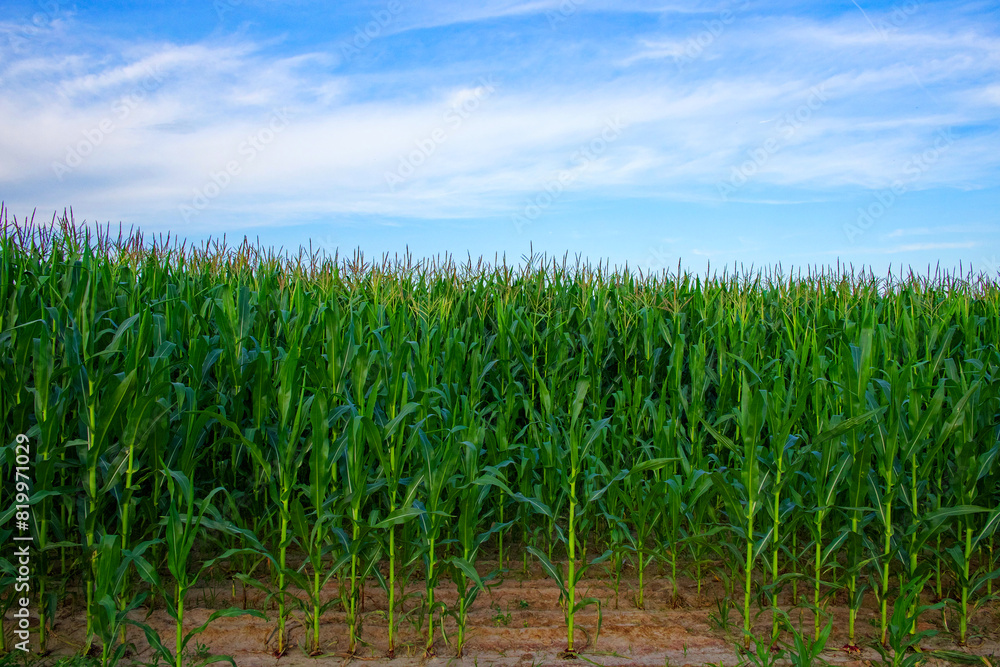 A field full of tall, healthy corn plants.