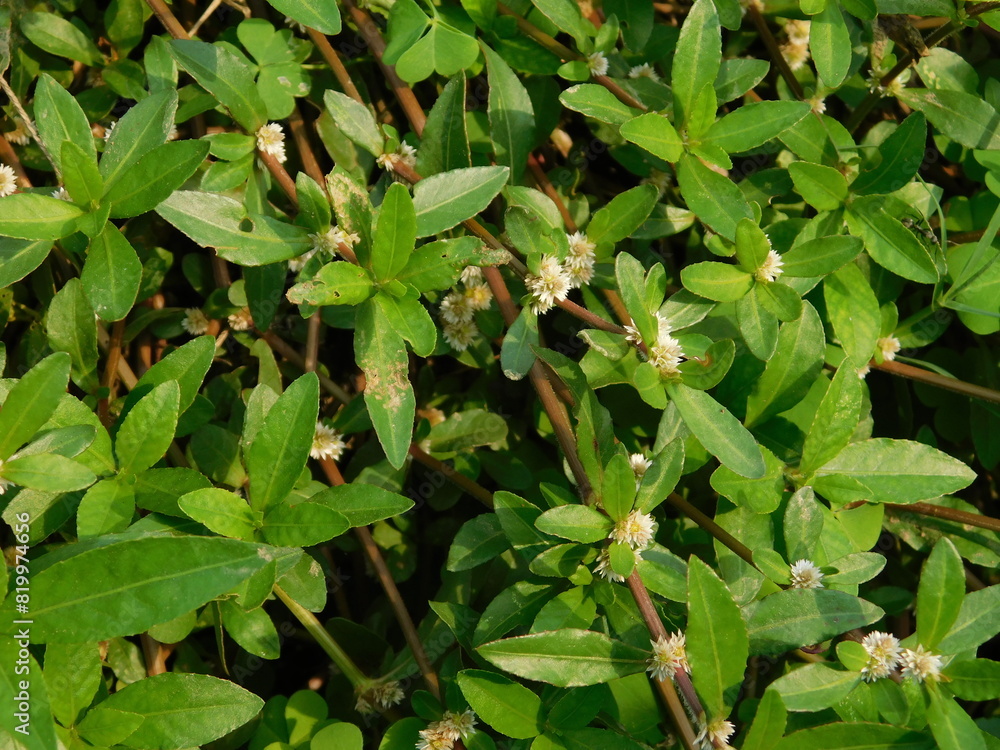 Fototapeta premium close up of weeds. alternanthera philoxeroides is Alligator weeds grow as wild shrubs on the ground. This image is suitable for background or wallpaper. macro photography. wild grass flowers