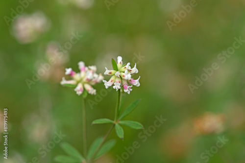 Prostrate Canary clover (Lotus dorycnium), is a herbaceous perennial plant belonging to the genus Lotus of the family Fabaceae.