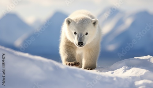 Polar bears walks in extreme winter weather, standing above snow with a view of the frost mountains © Virgo Studio Maple