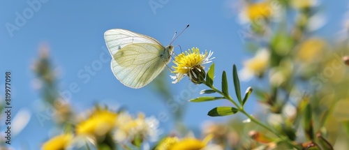 A beautiful butterfly delicately hovering above a wildflower on a clear day photo
