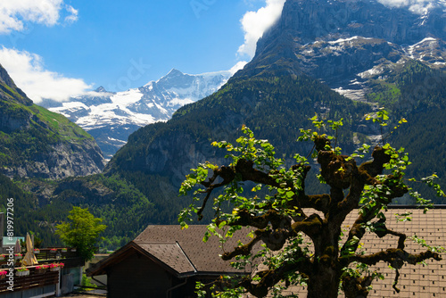 A panoramic view of the Swiss Alps in the village of Grindelwald from a tourist resting place, a tree with a strange crown shape in front 