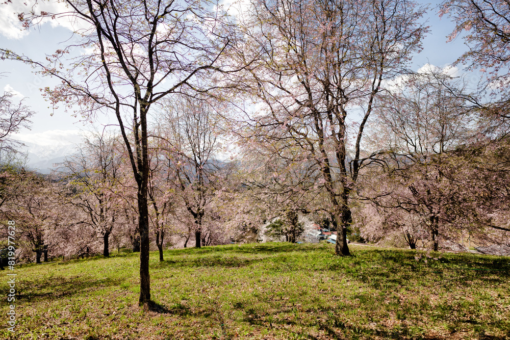Fototapeta premium 春の日差しと満開の桜