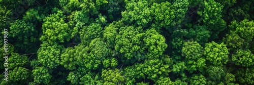 Bird's eye view of an endless sea of green treetops, symbolizing tranquility and nature.