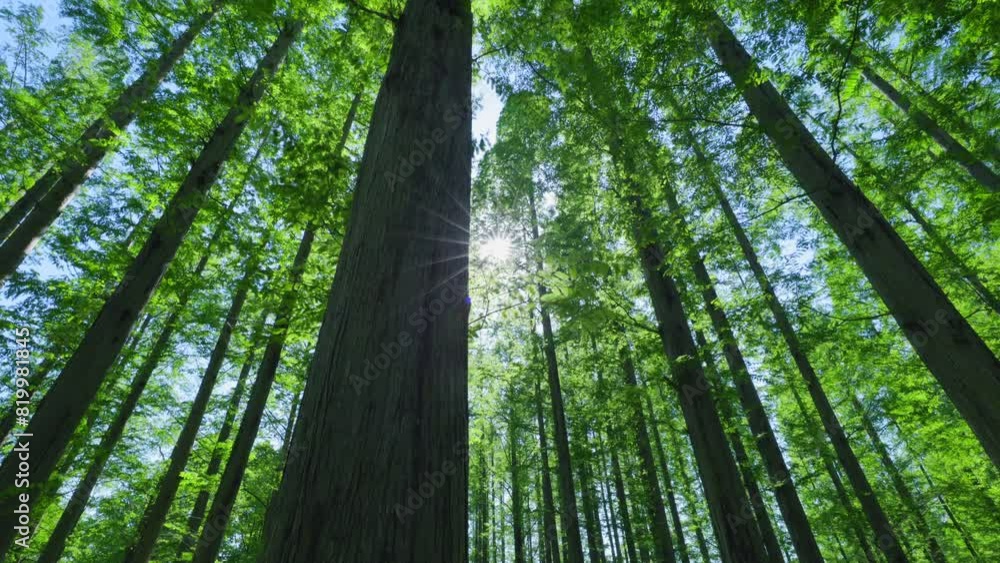 太陽の光が綺麗な新緑の木 太陽の光が綺麗な新緑の木