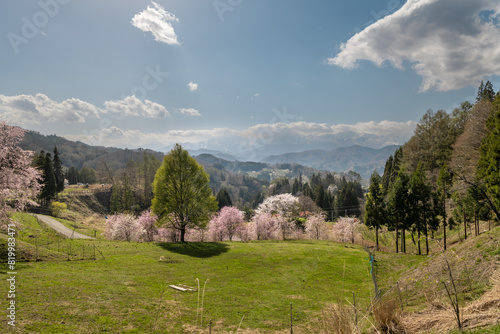 春の日差しと満開の桜