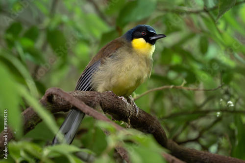 Blue-crowned Laughingthrush - Pterorhinus courtoisi, critically endangered beautiful colored perching bird from forests and jungles of China. photo