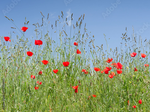 (Papaver rhoeas) Fleurs de Coquelicots à pétales rouges sur tiges hérissées et velus dans un champs sous un ciel bleu