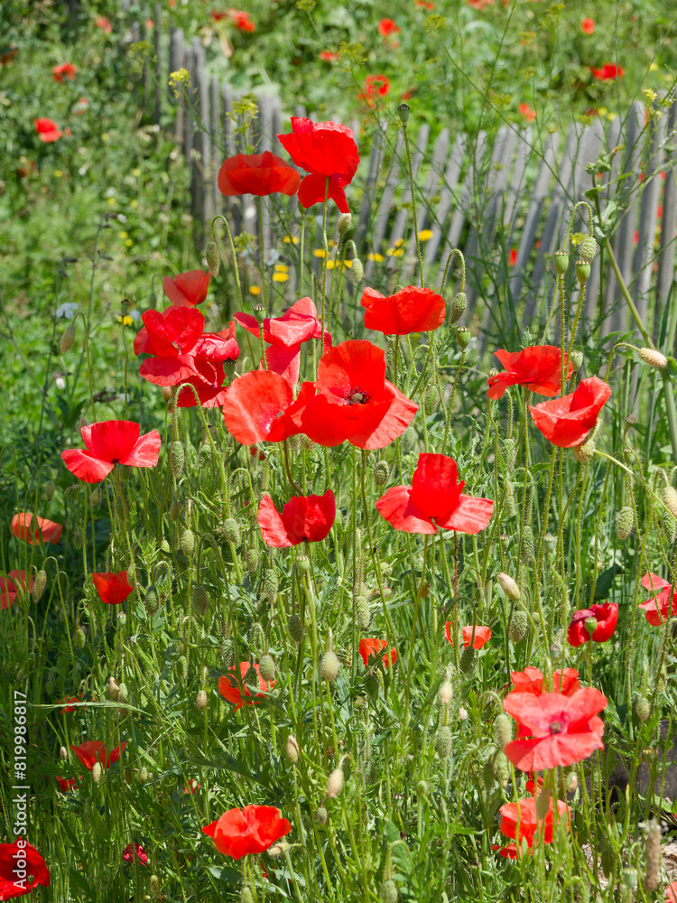 Obraz premium (Papaver rhoeas) Bouquet de coquelicots ou pavots des champs à fleurs rouge vif sur long pédoncules velus, boutons penchés sur tiges dressées et non ramifiées le long d'un talus