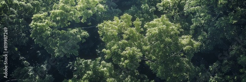 Aerial perspective of a sunlit forest canopy with shades of green and light rays.