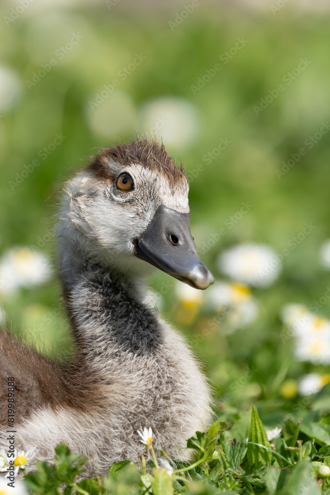 Fototapeta premium Nilgänse