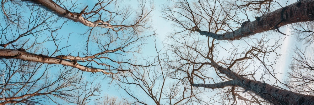 Looking up at the intricate patterns of bare tree branches against a clear sky. Looking up at the intricate patterns of bare tree branches against a clear sky.