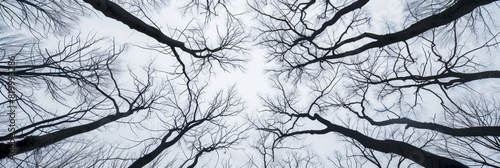 Wallpaper Mural Silhouettes of leafless trees against a bright winter sky, creating a dramatic scene. Torontodigital.ca