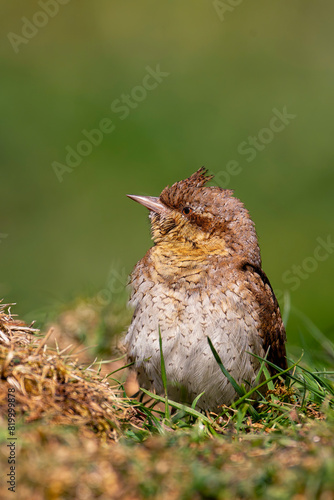 Eurasian Wryneck perched on a ground.