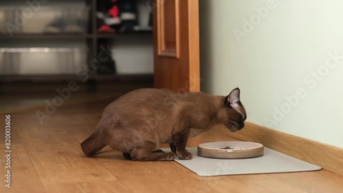 Hungry Domestic Cat Eating Food From Bowl At Home.