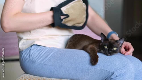 A woman's hand using special glove petting a domestic cat lying on her knees