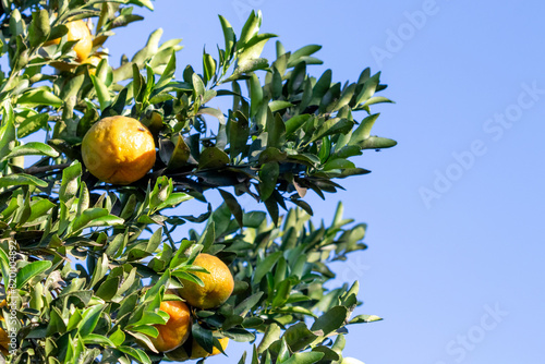 tangerina fruit tree