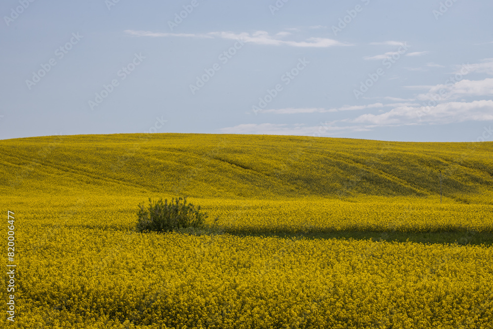 Obraz premium Rapeseed fields in the Scanian landscape