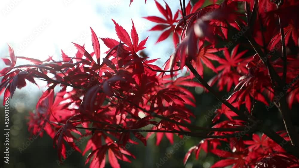 Slow motion of katsura maple leaves against the background of the sun Slow motion of katsura maple leaves against the background of the sun