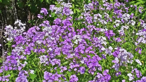 Purple And White Dame's Rocket Flowers Blowing In The Wind Along The Fox River Trail In Wisconsin In Spring