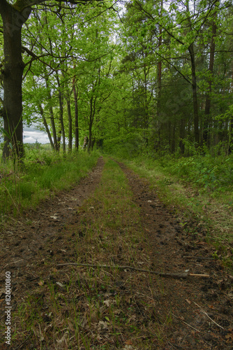 Gruntowa droga w gęstym, mieszanym lesie. © boguslavus