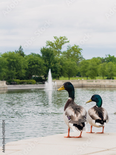 Two ducks standing at the edge of a pond in a city park with a fountain and lush green trees in the distance 