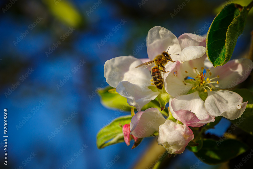 Obraz premium Pszczoły