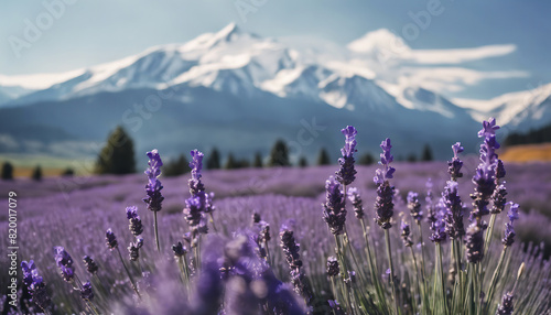 sfondo panoramico con vallata di fiori di lavanda viola ai piedi di una montagna con cima innevata photo