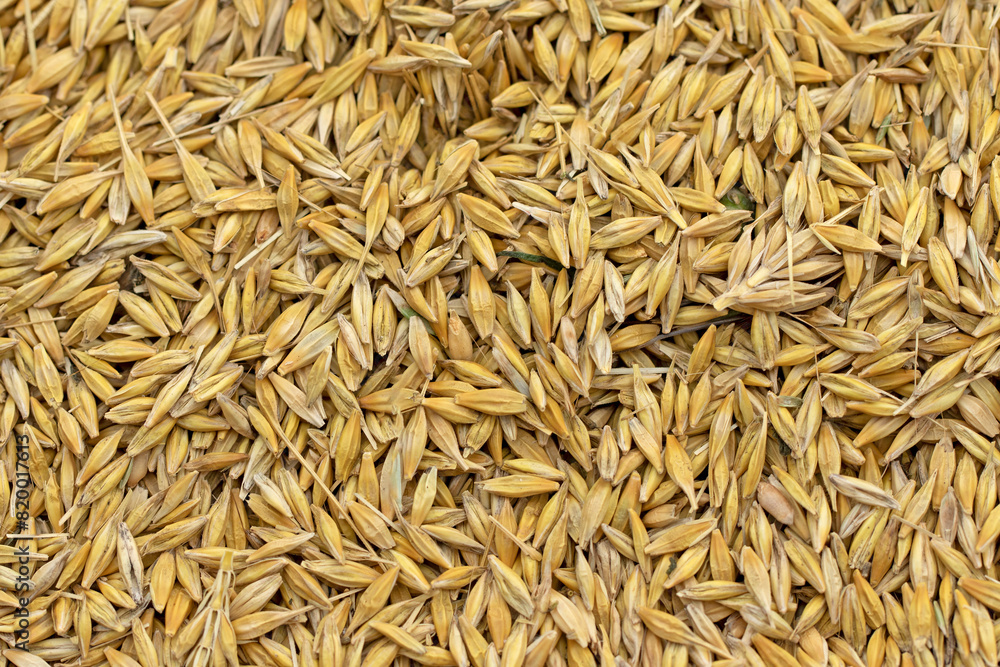 Barley grains just after harvesting Barley grains just after harvesting