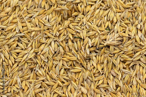 Barley grains just after harvesting 